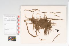 Foto von Textil (NHMW-PRAE-125690)